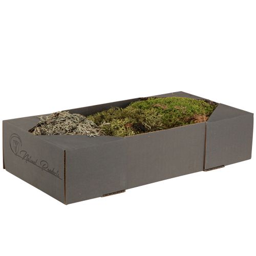Artículo Musgo decorativo – musgo y líquenes reales para arreglos 250g