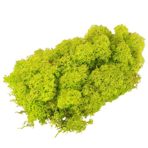 Artículo Deco musgo verde claro musgo de reno preservado 400g