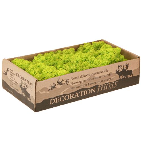 Artículo Deco musgo verde claro musgo de reno preservado 400g