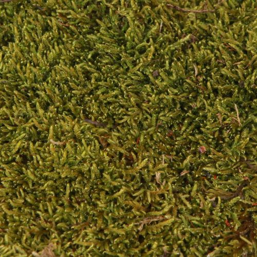 Artículo Musgo decorativo para manualidades musgo natural verde claro preservado 150g