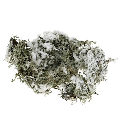 Floristik24 Gris musgo decorativo nevado 500g