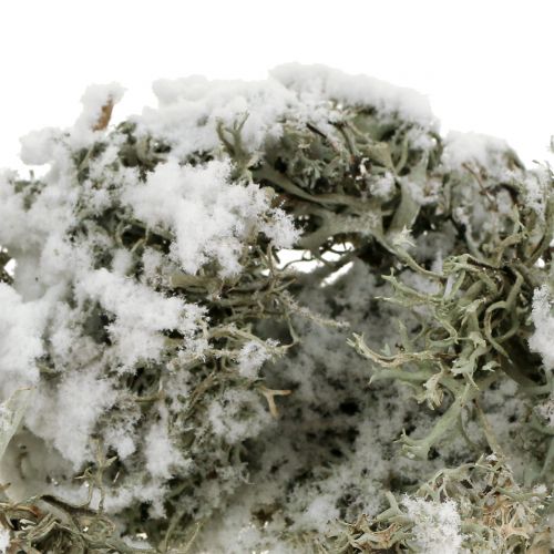 Floristik24 Gris musgo decorativo nevado 500g