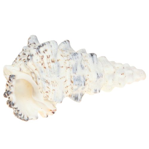 Artículo Conchas de caracol decorativas en blanco y negro, concha decoración natural 1kg