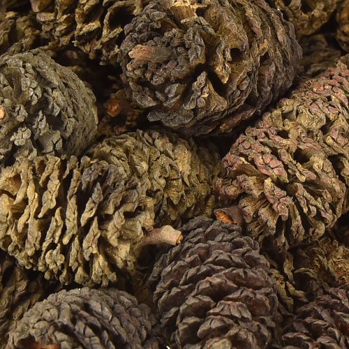 Artículo Conos decorativos piñas de aliso naturales para decorar 3-4cm 200g