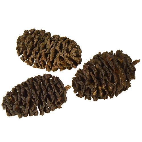 Artículo Conos decorativos piñas de aliso naturales para decorar 3-4cm 200g