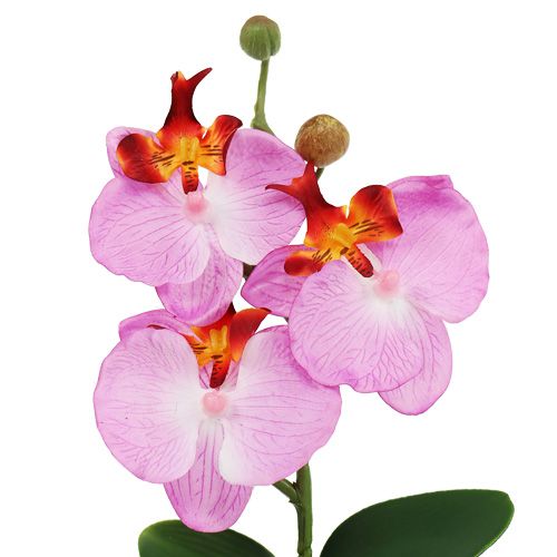 Floristik24 Orquídea deco en maceta rosa Al.29cm