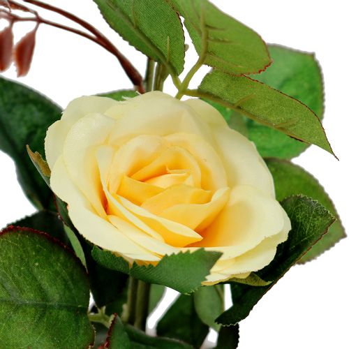 Floristik24 Rosa decorativa en maceta amarilla 23cm