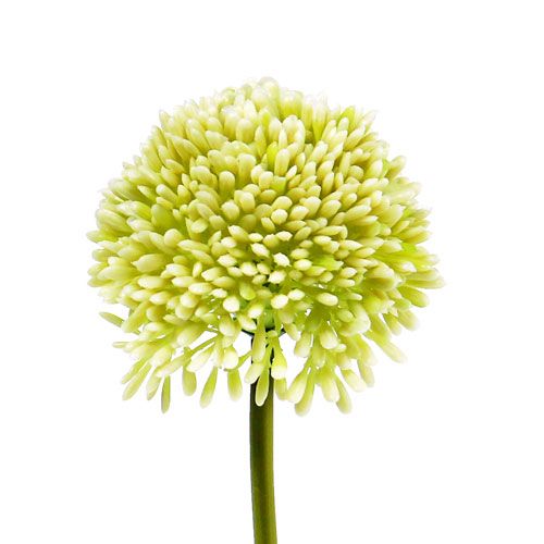 Floristik24 Deco allium crema Ø6.5cm L39cm
