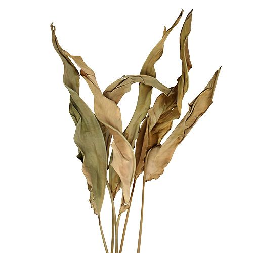 Floristik24 Hojas decorativas naturaleza 120cm 20 uds.