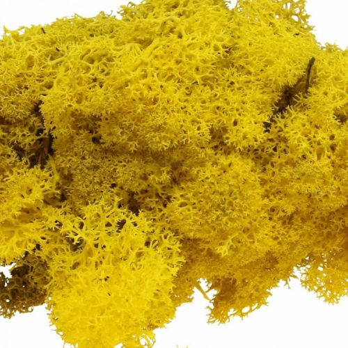 Floristik24 Deco musgo musgo de reno amarillo para manualidades amarillo limón 500g