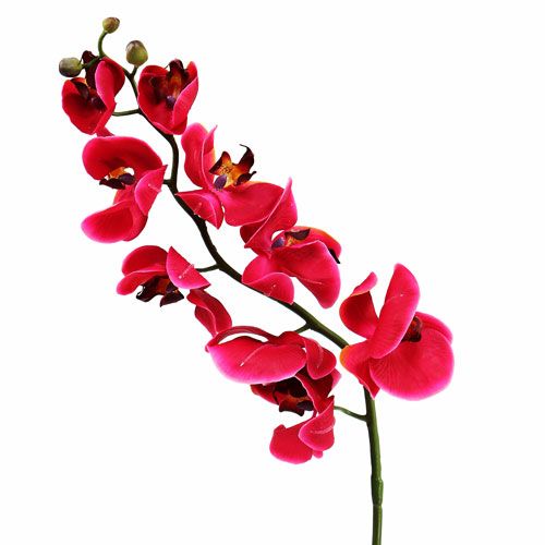 Floristik24 Orquídea decorativa en fucsia 77cm