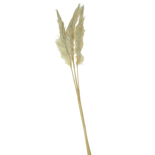 Floristik24 Hierba de la pampa decorativa crema hierba seca blanqueada 95cm 3uds