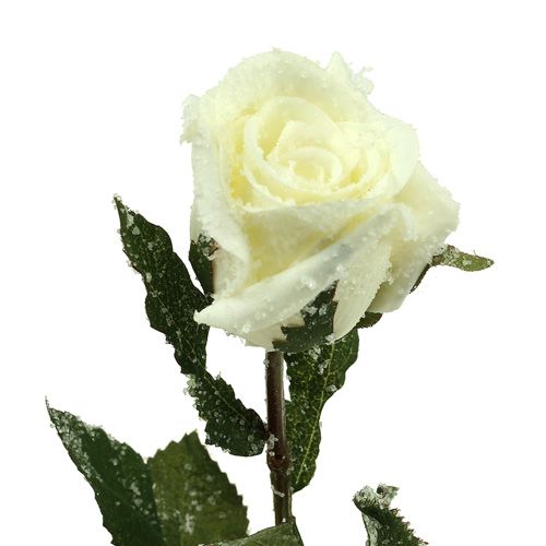 Artículo Rosa decorativa blanca nevada Ø6cm 6pcs