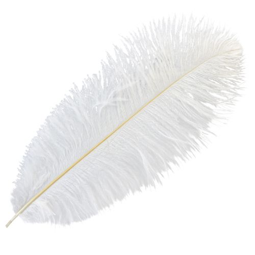Floristik24 Plumas decorativas de avestruz, plumas reales, blanco, 38-40cm, 2 piezas