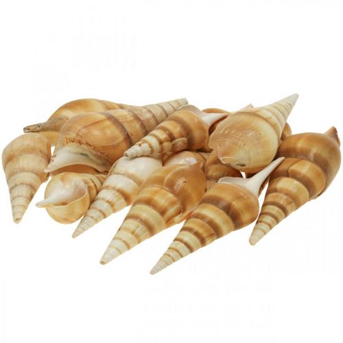 Floristik24 Caracol marítimo Deco puntiagudo 1kg