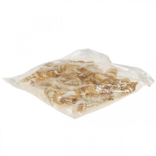 Floristik24 Caracol marítimo Deco puntiagudo 1kg