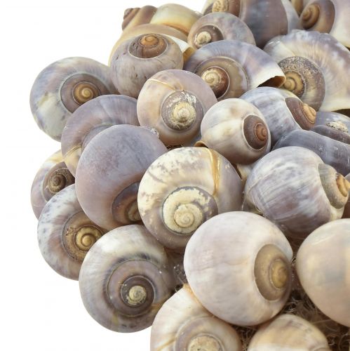 Floristik24 Corona decorativa de caracoles marítimos para colgar caracoles de mar Ø25cm