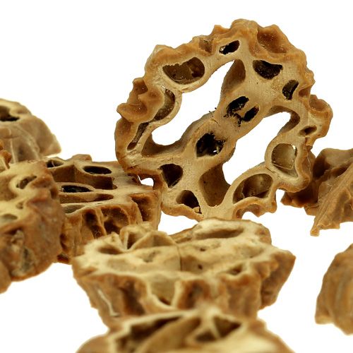 Floristik24 Tuerca rodajas 2cm natural 250g