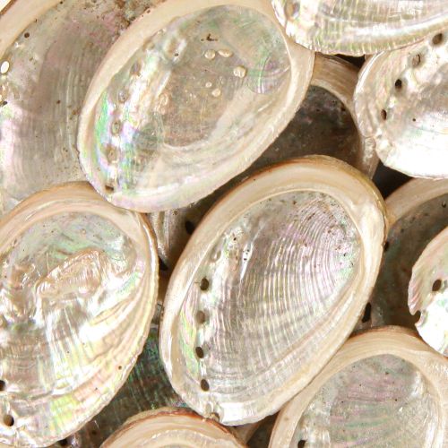 Artículo Corona decorativa de madera de caracoles de abulón blanco natural H30cm