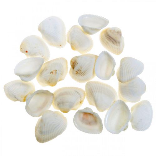 Artículo Deco Shell White Conchas reales en una red de rafia deco marítima 400g