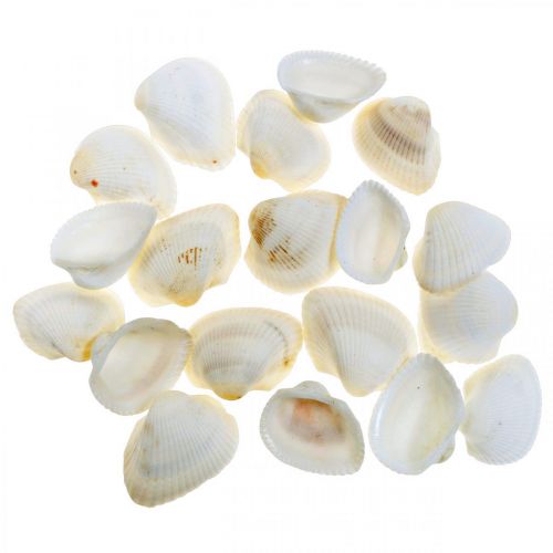 Floristik24 Deco Shell White Conchas reales en una red de rafia deco marítima 400g