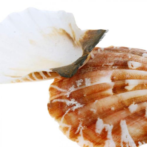 Floristik24 Concha decorativa blanca, roja Conchas reales en red de rafia decoración de mesa 400g