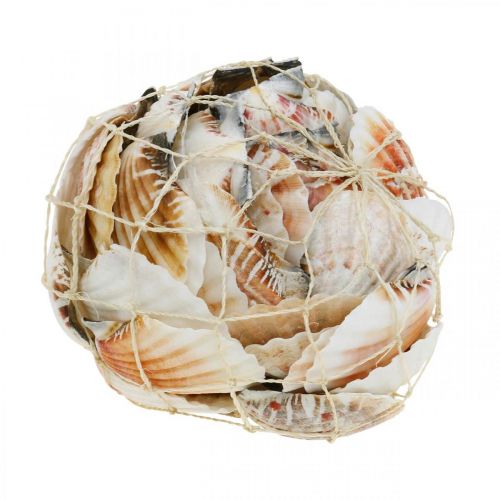 Floristik24 Concha decorativa blanca, roja Conchas reales en red de rafia decoración de mesa 400g