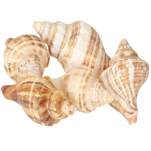 Artículo Conchas decoración crema marrón rayado 3cm–8cm 300g