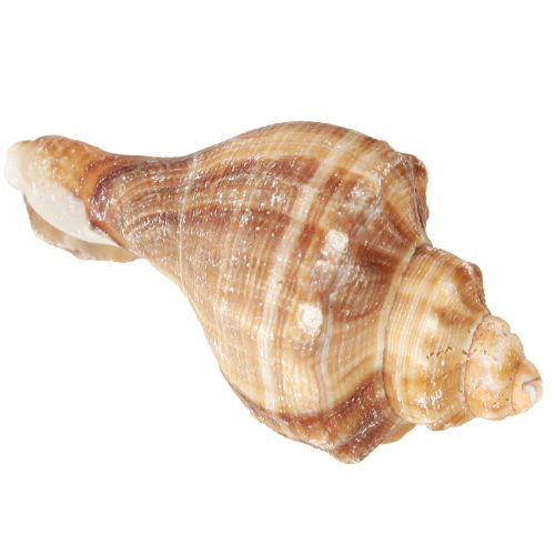 Artículo Conchas decoración crema marrón rayado 3cm–8cm 300g