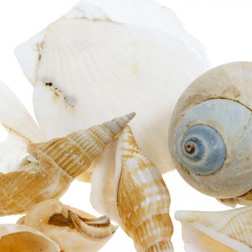 Artículo Conchas de caracol decorativas Caracoles de mar naturaleza Decoración marítima 350g