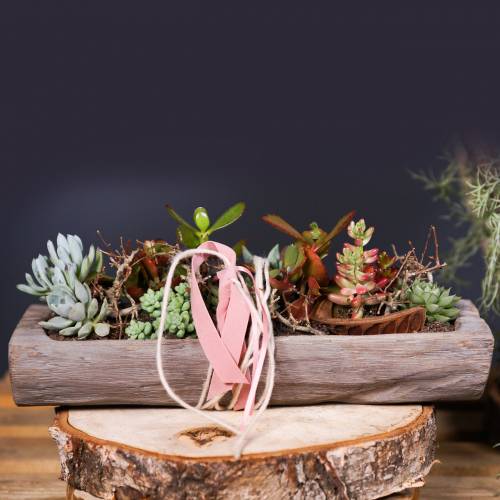 Floristik24 Cuenco decorativo de madera de Paulownia 37cm x 14cm H7cm