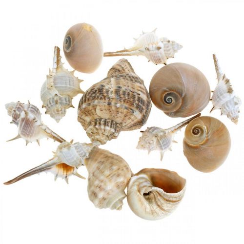 Artículo Conchas decorativas y caracoles vacíos blancos, decorativos naturales marítimos 350g