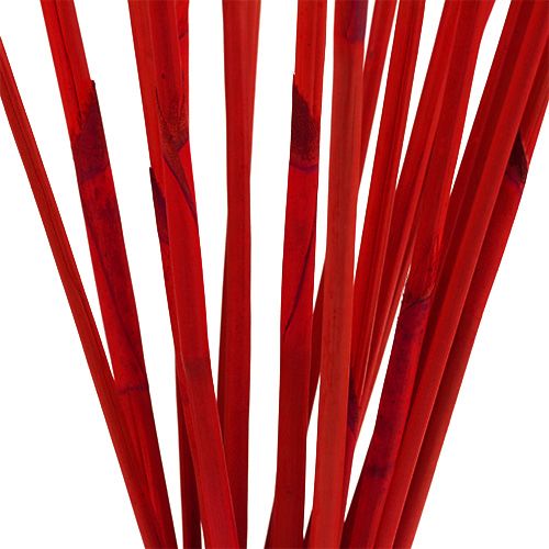 Floristik24 Palos decorativos, Elephant Reed Rojo 20 piezas