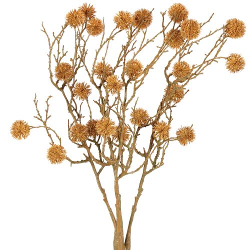 Floristik24 Rama decorativa de liquidámbar, fruta, decoración, color marrón ocre, 48 cm