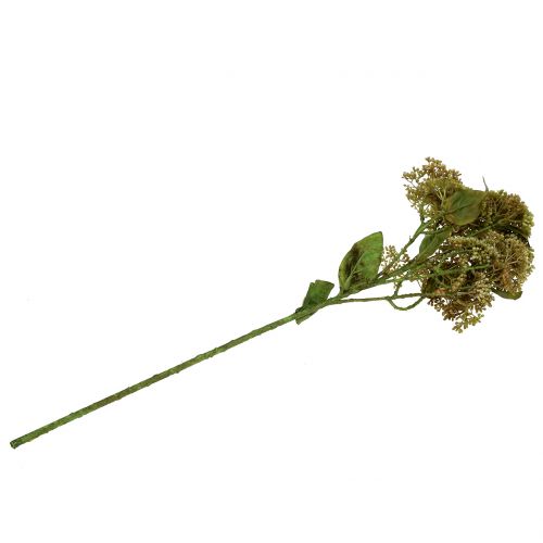Floristik24 Deco rama Fetthenne Verde 58cm