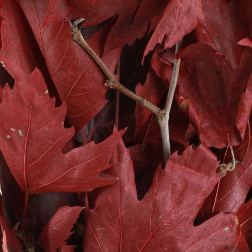 Floristik24 Ramas decorativas hojas de arce hojas decorativas de arce rojo 50-60cm 100g