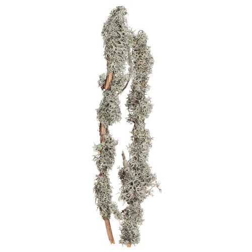Artículo Ramas decorativas ramas decorativas de musgo gris ramas de líquenes 30-60cm 1kg