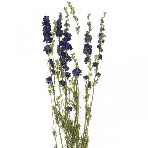 Floristik24 Delphinium seco, floristería seca, azul delphinium L64cm 25g