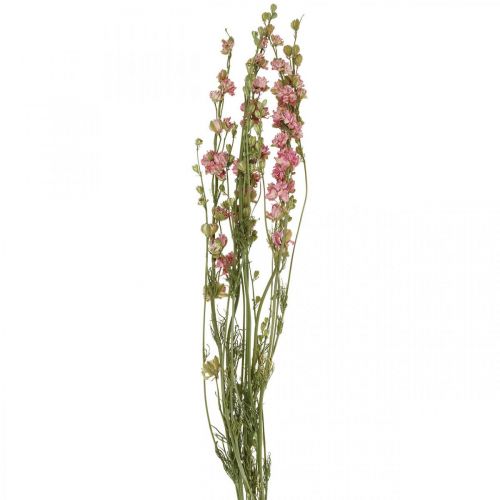 Delfinio de flores secas, Delfinio rosa, floristería seca L64cm 25g