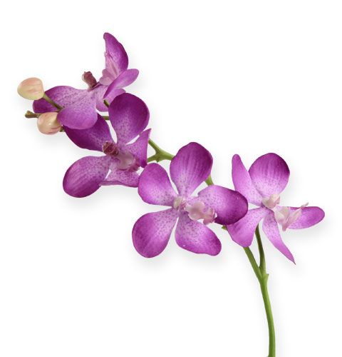 Floristik24 Lila orquídea 38cm