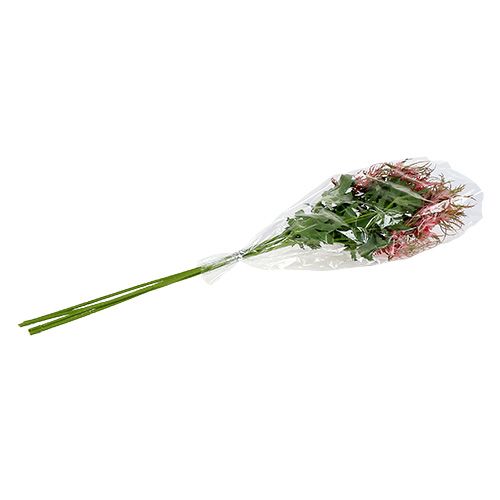 Floristik24 Rama de cardo rosa, verde L67cm 4 piezas