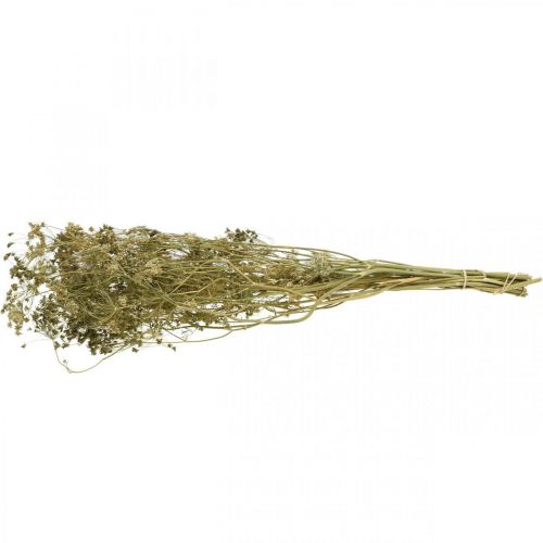 Artículo Flores secas eneldo floristería seca natural 50cm 20uds