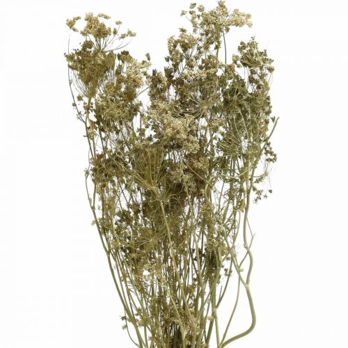 Floristik24 Flores secas eneldo naturaleza seco florística 50cm 20p
