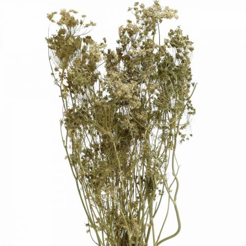 Artículo Flores secas eneldo floristería seca natural 50cm 20uds