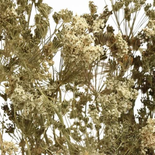Artículo Flores secas eneldo floristería seca natural 50cm 20uds