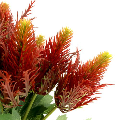 Floristik24 Cardo rojo-verde 20cm 12pcs