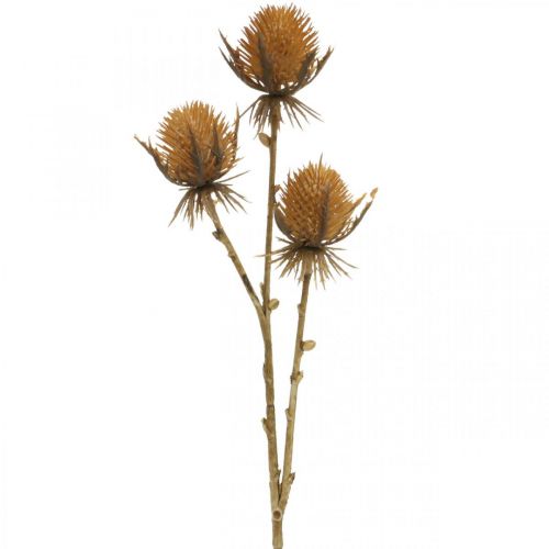 Floristik24 Thistle Branch Brown Artificial Plant Fall Decoration 38cm ¡Planta artificial como la cosa real!