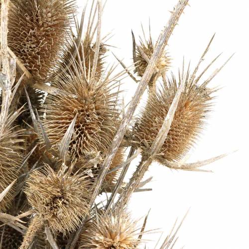 Floristik24 Flores secas Cardo Blanco lavado 60cm 100g