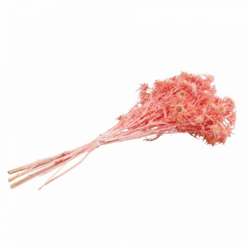 Artículo Rama decorativa de cardo seco Flores secas rosa empolvado 100g