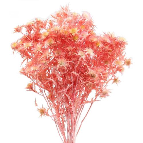 Floristik24 Rama decorativa de cardo seco Flores secas rosa empolvado 100g